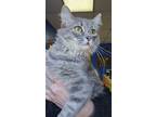 Adopt Foxy a Gray or Blue Domestic Longhair / Mixed Breed (Medium) / Mixed