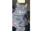 Adopt Foxy a Gray or Blue Domestic Longhair / Domestic Shorthair / Mixed cat in