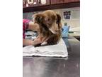 Adopt Lucy a Brown/Chocolate Dachshund / Mixed dog in Springfield, MO (41455320)
