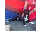 Adopt Saffron a Black Mixed Breed (Large) / Mixed dog in Austin, TX (41109428)