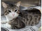 Adopt Andy a Gray or Blue Domestic Shorthair / Domestic Shorthair / Mixed (short