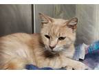 Adopt Ariel a Orange or Red Domestic Shorthair / Mixed Breed (Medium) / Mixed