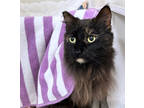Adopt Sabrina a All Black Domestic Longhair / Domestic Shorthair / Mixed cat in