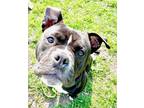 Adopt Margie a Black Mixed Breed (Large) / Mixed dog in Oshkosh, WI (41414069)