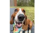 Adopt Pippin a White Basset Hound / Mixed (short coat) dog in Charlottesville