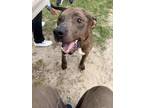 Adopt Phoenix a Brown/Chocolate Mixed Breed (Large) / Mixed dog in Manteo