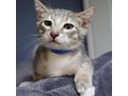 Adopt Coriander a Domestic Short Hair