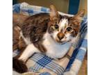 Adopt Lazy a Domestic Short Hair