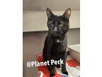 Adopt Dewey a All Black Domestic Shorthair / Domestic Shorthair / Mixed cat in