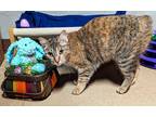 Adopt Tinkerbell a Gray or Blue Domestic Shorthair / Mixed Breed (Medium) /