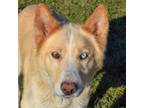 Adopt Sprout a Tan/Yellow/Fawn - with White German Shepherd Dog / Husky / Mixed
