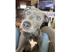 Adopt Mack a Gray/Blue/Silver/Salt & Pepper American Pit Bull Terrier / Mixed