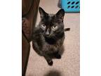 Adopt Shade a All Black Domestic Shorthair (short coat) cat in Crown Point