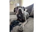 Adopt Mack a Gray/Silver/Salt & Pepper - with White American Pit Bull Terrier /