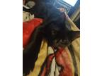 Adopt Shuri a Black (Mostly) Bombay / Mixed (medium coat) cat in Fairfield