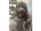 Adopt Marley a Brindle Labradoodle / Mixed dog in Garland, TX (41464438)