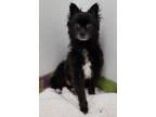 Adopt Toby a Black - with White Pomeranian / Schipperke / Mixed dog in Anna