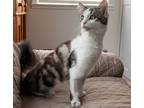 Adopt Mirabelle a Domestic Mediumhair / Mixed cat in Dublin, CA (41464433)