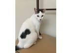 Adopt Marcus a Domestic Shorthair / Mixed cat in Dublin, CA (41464419)