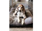 Adopt Alexander a Brown/Chocolate - with White Treeing Walker Coonhound / Hound