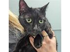 Adopt Swan a All Black Domestic Shorthair / Mixed cat in Wilmington