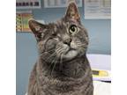 Adopt Goose a Gray, Blue or Silver Tabby Domestic Shorthair / Mixed cat in