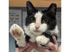Adopt Domino a Black & White or Tuxedo Domestic Shorthair / Mixed cat in
