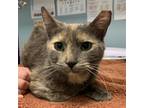 Adopt Speckles a Calico or Dilute Calico Domestic Shorthair / Mixed cat in