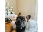French Bulldog Puppy for sale in Portsmouth, NH, USA