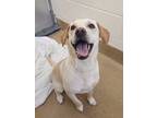 Adopt Scarlet a Labrador Retriever / Mixed dog in Grand Forks, ND (41464456)
