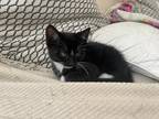 Adopt Tinky Winky a Black & White or Tuxedo Domestic Shorthair / Mixed (short