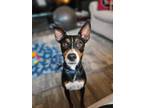 Adopt Kai a Black - with Tan, Yellow or Fawn Miniature Pinscher / Mixed dog in