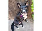 Adopt Olivia a Black - with White Cattle Dog / Mixed dog in Corona