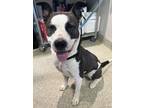 Adopt Frank* a Pit Bull Terrier / Mixed dog in Pomona, CA (41464404)