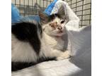 Adopt Fl 8 a Domestic Mediumhair / Mixed cat in Pomona, CA (41464400)