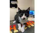 Adopt Stash a Domestic Shorthair / Mixed cat in Sherwood, OR (41464390)