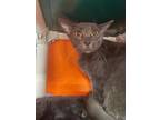 Adopt Trout a Domestic Shorthair / Mixed cat in Sherwood, OR (41464386)