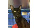 Adopt Tango a Domestic Shorthair / Mixed cat in Sherwood, OR (41464385)