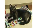 Adopt Dude a Domestic Shorthair / Mixed cat in Sherwood, OR (41464384)