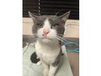Adopt Chandler a Domestic Shorthair / Mixed cat in Sherwood, OR (41464383)
