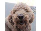 Adopt Coconut a Poodle (Standard) / Mixed dog in Sioux City, IA (41464380)