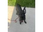 Adopt Don a Labrador Retriever / Mixed dog in Sioux City, IA (41464378)