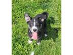 Adopt Peony a Black - with White Labrador Retriever / Husky / Mixed dog in
