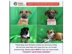 Adopt Abandond dogs h a Labrador Retriever / Mixed dog in Cardiff, CA (41415523)