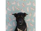 Adopt Bluey a Labrador Retriever / Mixed dog in Cardiff, CA (41464374)