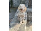 Adopt Canela a White - with Brown or Chocolate Sheepadoodle / Poodle (Miniature)