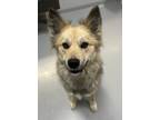 Adopt Kiara a Siberian Husky / Mixed dog in Topeka, KS (41430850)