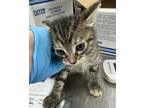 Adopt Minnie a Domestic Shorthair / Mixed cat in LAFAYETTE, LA (41462885)