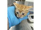 Adopt Gimli a Domestic Shorthair / Mixed cat in LAFAYETTE, LA (41462884)