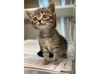 Adopt Scarlett a Domestic Shorthair / Mixed cat in LAFAYETTE, LA (41462881)